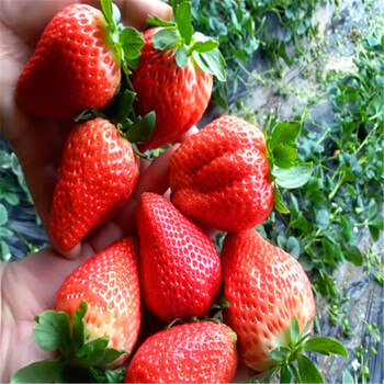 2018年四季草莓苗批发价格四季草莓苗批发出售
