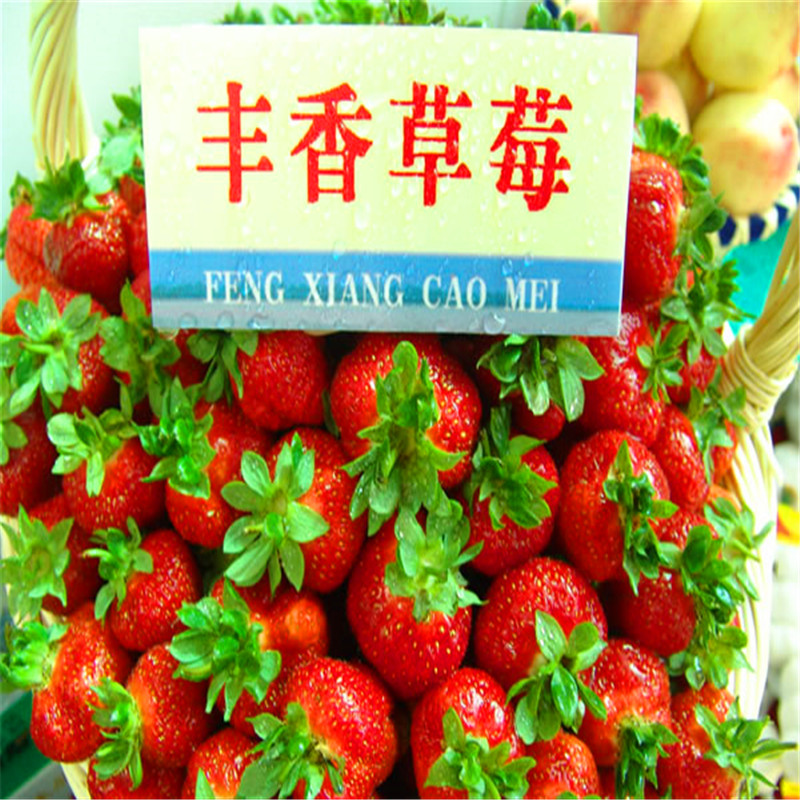 新品种塞娃草莓苗哪里有、塞娃草莓苗出售供应