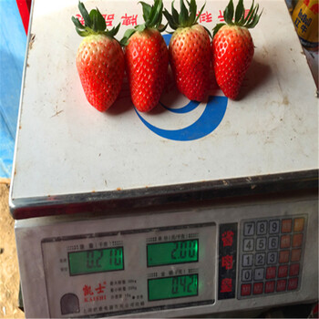 哪里卖草莓苗、妙香7号草莓苗批发价格