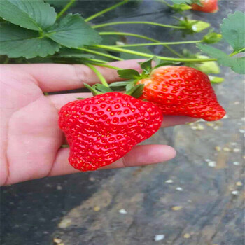 基地销售露天草莓苗露天草莓苗价格哪里便宜