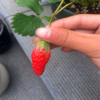 新品种明日香珍珠草莓苗批发价明日香珍珠草莓苗基地
