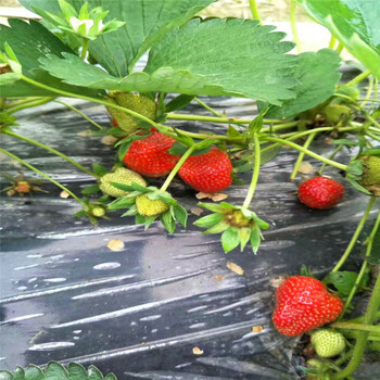 2018年辛香草莓苗批发价格辛香草莓苗产地