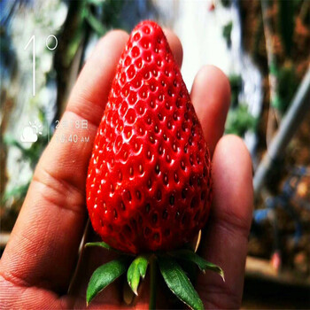 新品种菠萝莓草莓苗什么价格、菠萝莓草莓苗批发基地