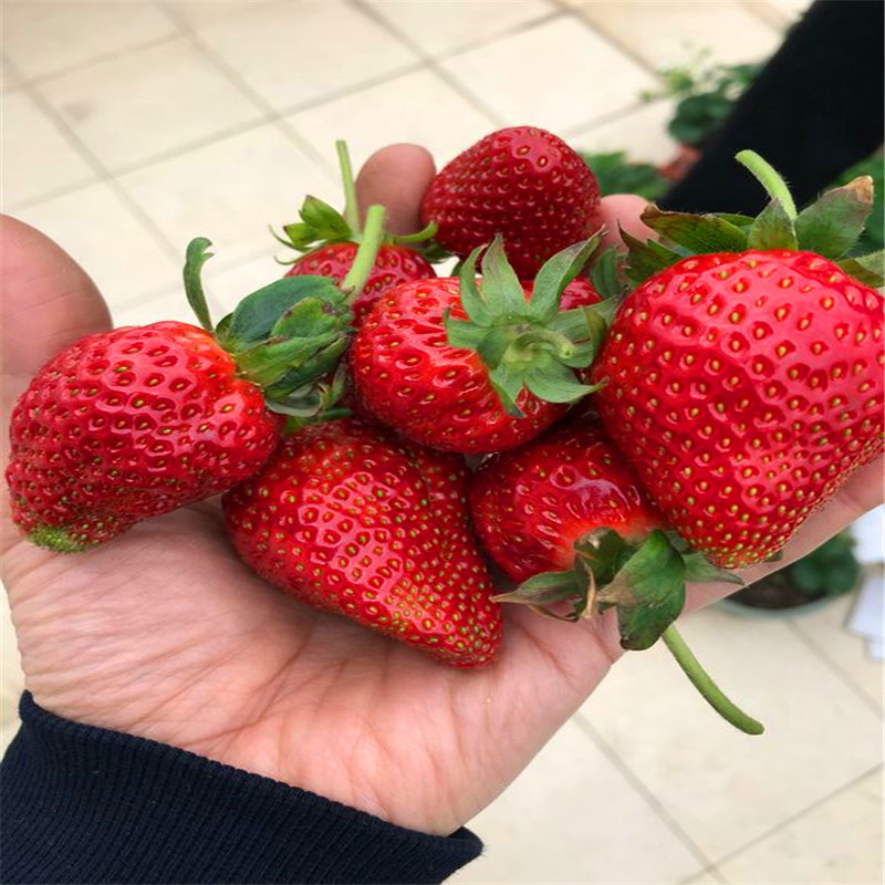 新品种温塔那草莓苗出售价钱、温塔那草莓苗出售