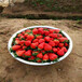 德马草莓苗图片