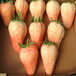 购买白色草莓苗多少钱白色草莓苗出售基地