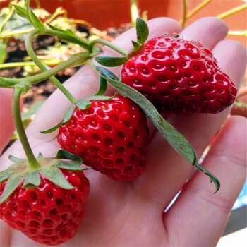 新品种红玫瑰草莓苗哪里出售、红玫瑰草莓苗出售基地