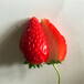 新品种土特拉草莓苗批发、土特拉草莓苗价格哪里便宜