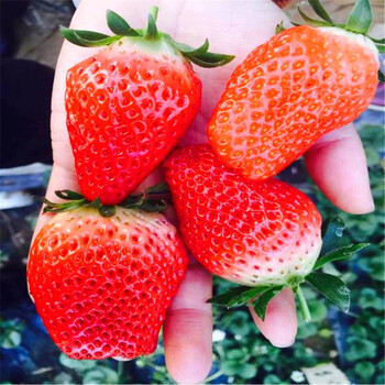 美六草莓苗价格多少钱、美六草莓苗价格