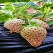 新品种雪蜜草莓苗批发价格雪蜜草莓苗出售基地图片