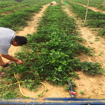 新品种红玫瑰草莓苗什么价红玫瑰草莓苗出售基地