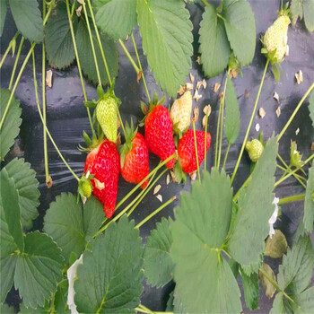 购买新草莓苗批发价新草莓苗基地