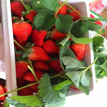 今年雪蜜草莓苗价格雪蜜草莓苗批发出售