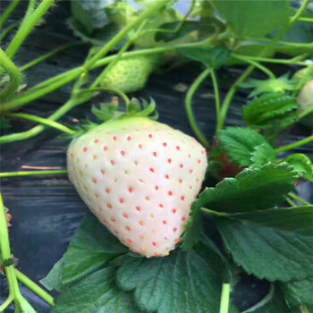 新品种牛奶草莓苗价格牛奶草莓苗基地