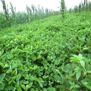 基地销售草莓王子草莓苗草莓王子草莓苗批发价格是多少钱