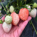 今年美德莱特草莓苗批发价美德莱特草莓苗产地