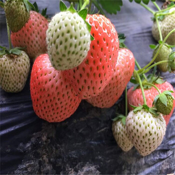 今年书香草莓苗批发价书香草莓苗出售基地