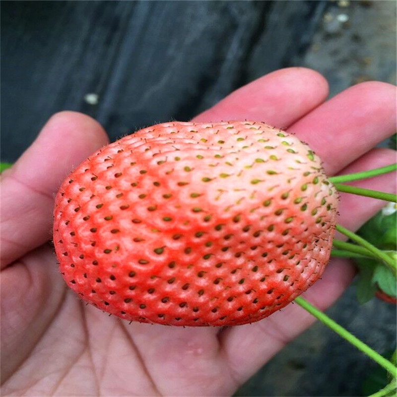 新品种圣诞红草莓苗哪里有卖的、圣诞红草莓苗多少钱一棵