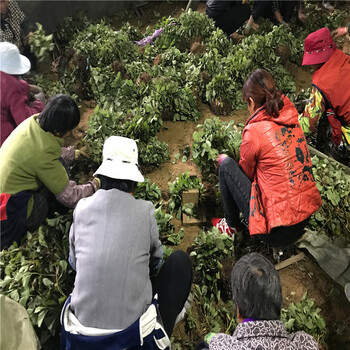 今年红脸颊草莓苗销售价格红脸颊草莓苗产地