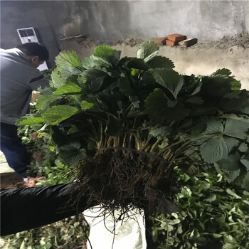 购买红珍珠草莓苗价格红珍珠草莓苗产地