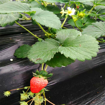 草莓王子草莓苗出售、草莓王子草莓苗基地