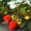 购买钻石草莓苗批发价格钻石草莓苗供应图片