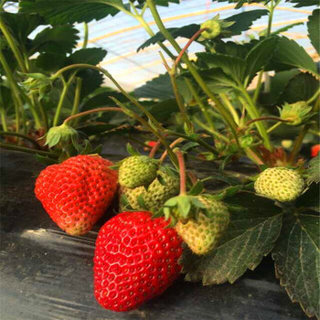 奶油草莓苗批发基地、奶油草莓苗价格