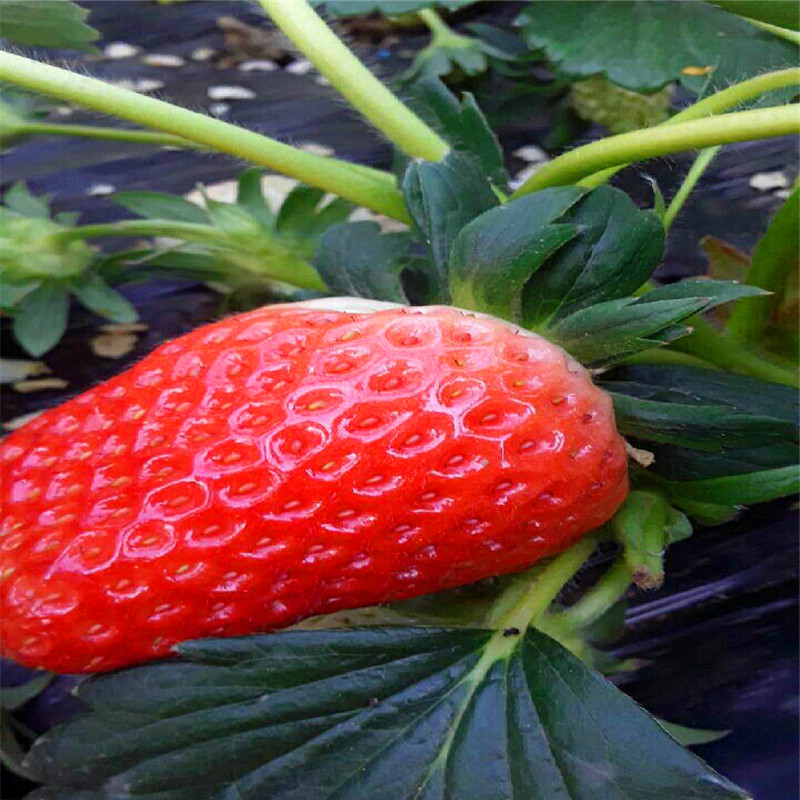 新品种麦特莱草莓苗哪里有卖的、麦特莱草莓苗哪里供应