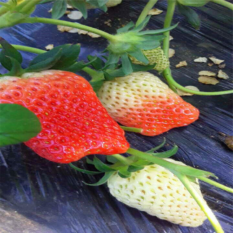 2018年红花草莓苗基地、红花草莓苗格