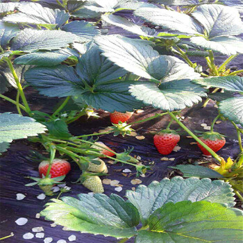 新品种书香草莓苗书香草莓苗多少钱一棵