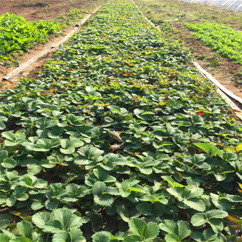新品種賽娃草莓苗價格賽娃草莓苗基地