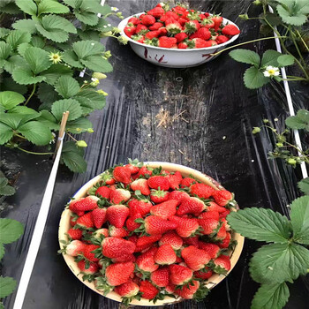新品种红夏草莓苗什么价红夏草莓苗产地