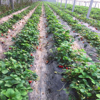 新品种宝交早生草莓苗批发价宝交早生草莓苗供应