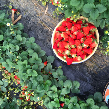 新品种红颊草莓苗批发价格红颊草莓苗供应