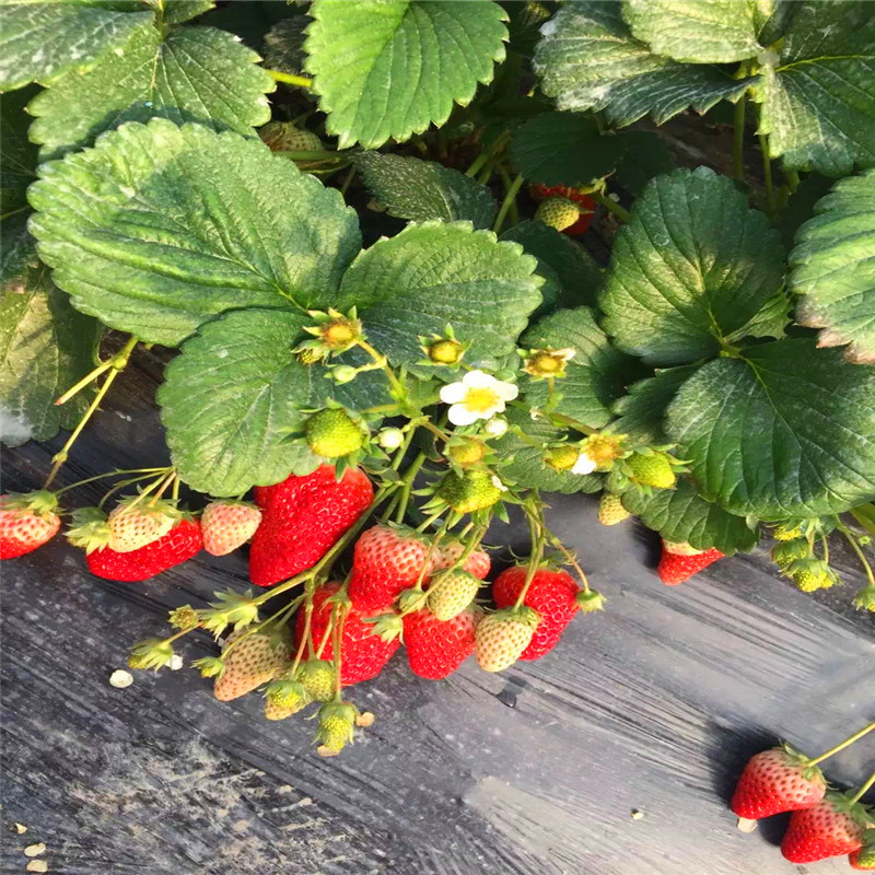 新品种圣诞红草莓苗哪里有卖的、圣诞红草莓苗多少钱一棵