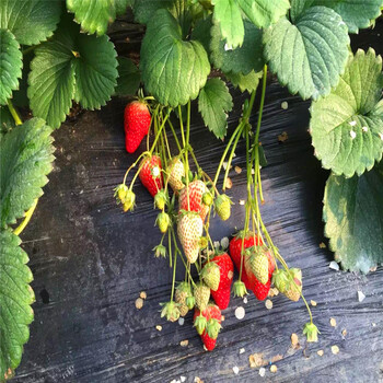 新品种红花草莓苗哪里有卖的、红花草莓苗出售基地