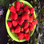 新品种幸之花草莓苗报价、幸之花草莓苗多少钱一株图片3