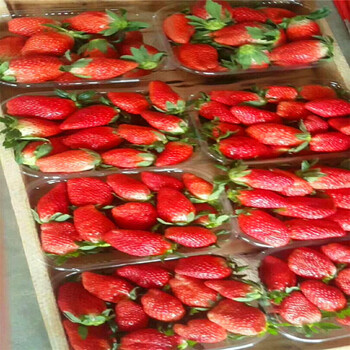 哪里有明宝草莓苗明宝草莓苗价格哪里便宜