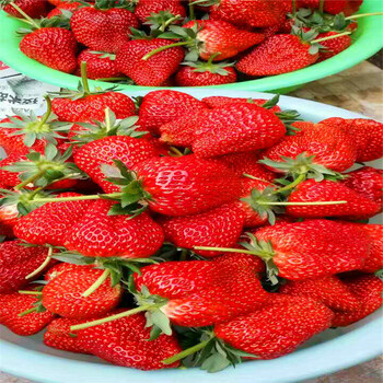 新品种奥巴草莓苗一棵多少钱、奥巴草莓苗批发价格