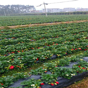 今年女峰草莓苗价格女峰草莓苗产地