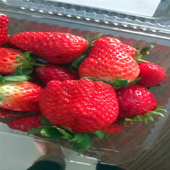 新品种艳丽草莓苗哪里有、艳丽草莓苗多少钱一株