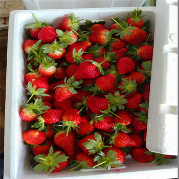 奶油草莓苗价格多少钱、奶油草莓苗什么价价格