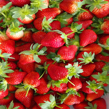 新品种新世纪一号草莓苗批发价新世纪一号草莓苗供应