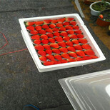 新品种红花草莓苗哪里有卖的、红花草莓苗出售基地图片3