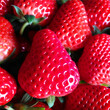 草莓小苗品种介绍