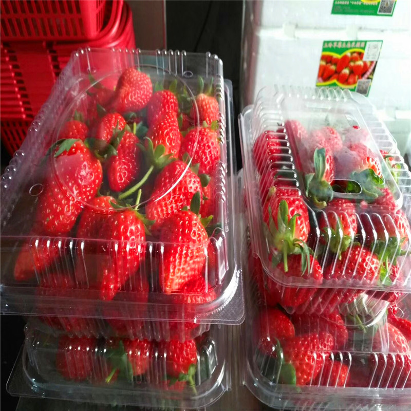 四季美德莱特草莓苗出售价格