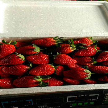 新品种妙香草莓苗出售价钱、妙香草莓苗多少钱一棵