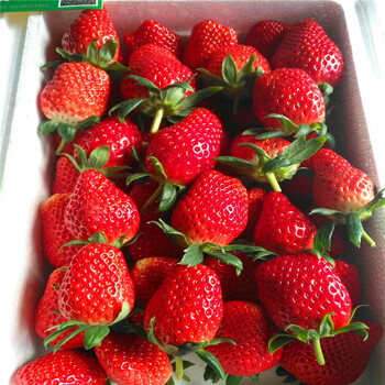 新品种京承香草莓苗销售价格京承香草莓苗供应