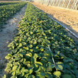 新品种京郊小白草莓苗批发什么价格、京郊小白草莓苗多少钱一株