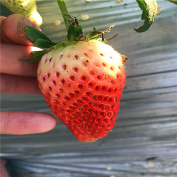新品种京桃香草莓苗出售价钱、京桃香草莓苗批发价格